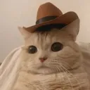 cowboycat