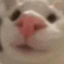 cat_yeth