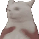 CatShake