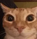 Catstare