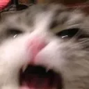 Cat No 1 Discord Emoji