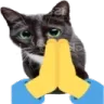 cat_pray cat_pray