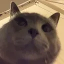 wot