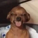uglydog