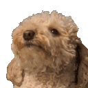 PopDog
