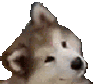 whatdog Discord emoji