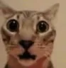 shockedcat