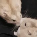 kissu