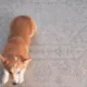 corgiloaf