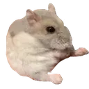 fattysit