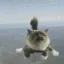 brcat