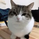 sit