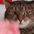 cat_cat cat_cat