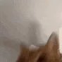 catpunch