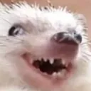 hedgehogXD