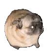 0pugdance