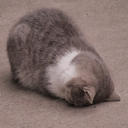 catsob
