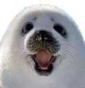 5wow 5wow