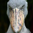shoebill