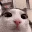 plink plink