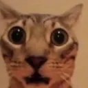 catshocked