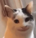 Smilecat smilecat Discord Emoji
