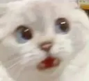 kittyshook