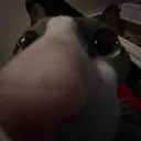 KH_CatNose Discord Emoji