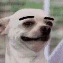 XEyebrowDog