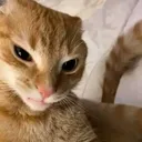 sussycat