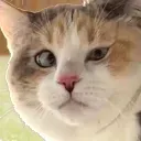 wonkypanko