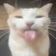 catlick catlick