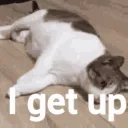 cat_i_get_up