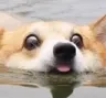 Doge