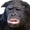 MonkDisgust