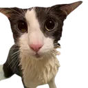 Img 0922 Removebgpreview Discord Emoji