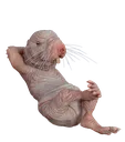 baldrat baldrat