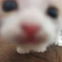 WhereAreYourGreenBeans
