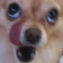 doglick
