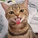 sillyrahh