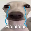 pipipi