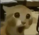 catshock5