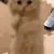 catplease