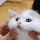 catrub