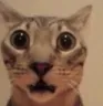 TS_GatoOmg