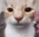 catneutralface