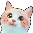 xx_kittyblush