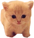 xx_kittystare Discord emoji