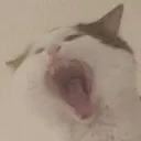 AAAA
