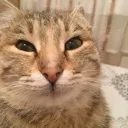 Cat Huh cat_huh Discord Emoji